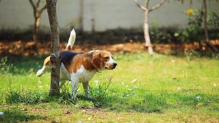 Beagle peeing against a tree