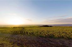 Chassagne-Montrachet and Puligny-Montrachet 2021