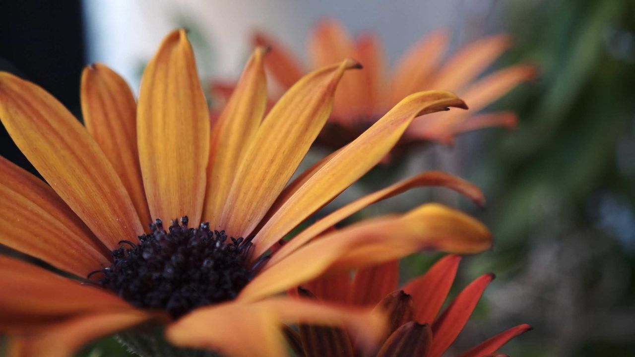 An orange flower shot with a Xiaomi 15