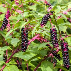 American Pokeweed Phytolacca americana
