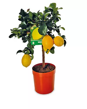 Citrus Plant