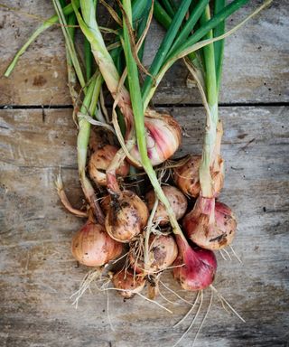 bunch of harvested shallots