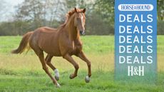 Chestnut horse cantering towards camera with H&H deals graphic