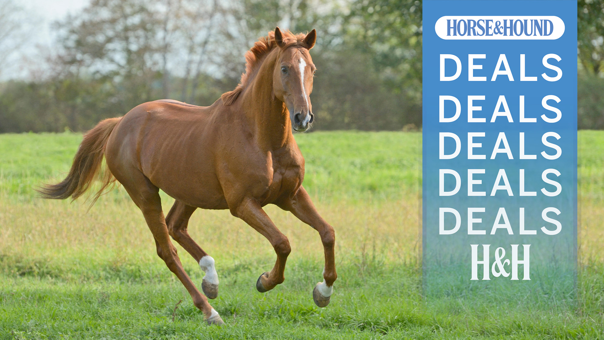 Chestnut horse cantering towards camera with H&amp;H deals graphic