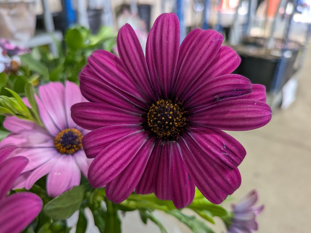 Google Pixel 9a macro sample.