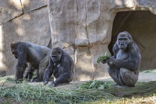 Gorillas at the San Diego Zoo Safari Park.