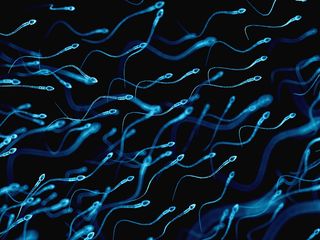 An illustration of human sperm.