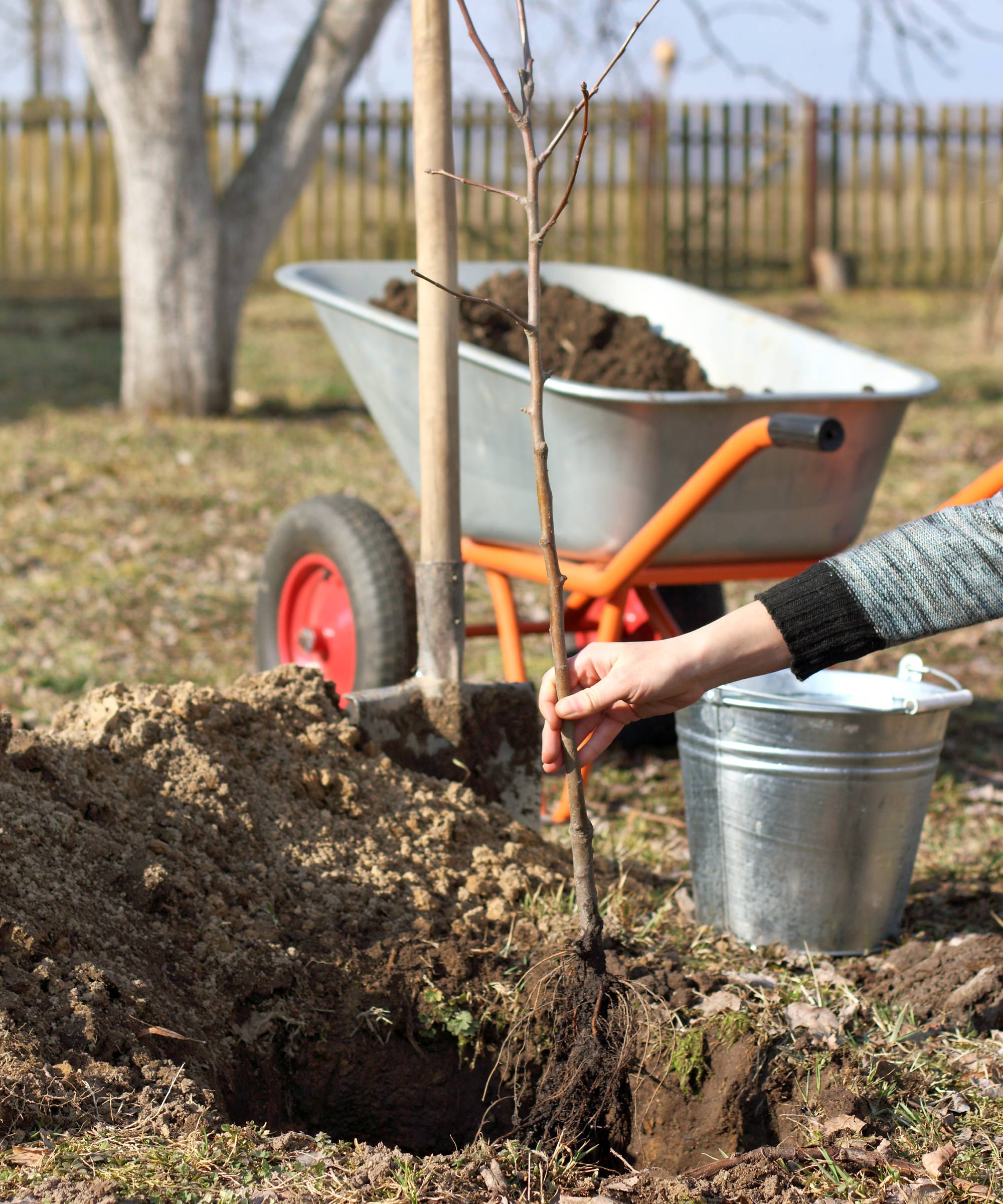 Gardener planting apple tree sapling in hole