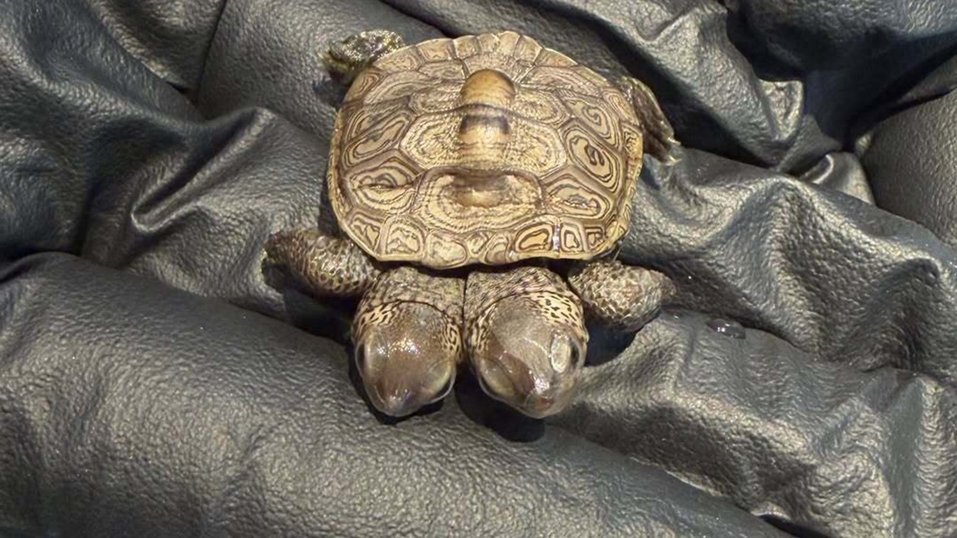 A close up of a small two-headed turtle held in a black latex glove.