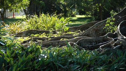 how to kill tree roots