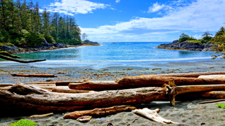 A beach covered in driftwood along the coast of Pacific Rim National Park, Vancouver Island.