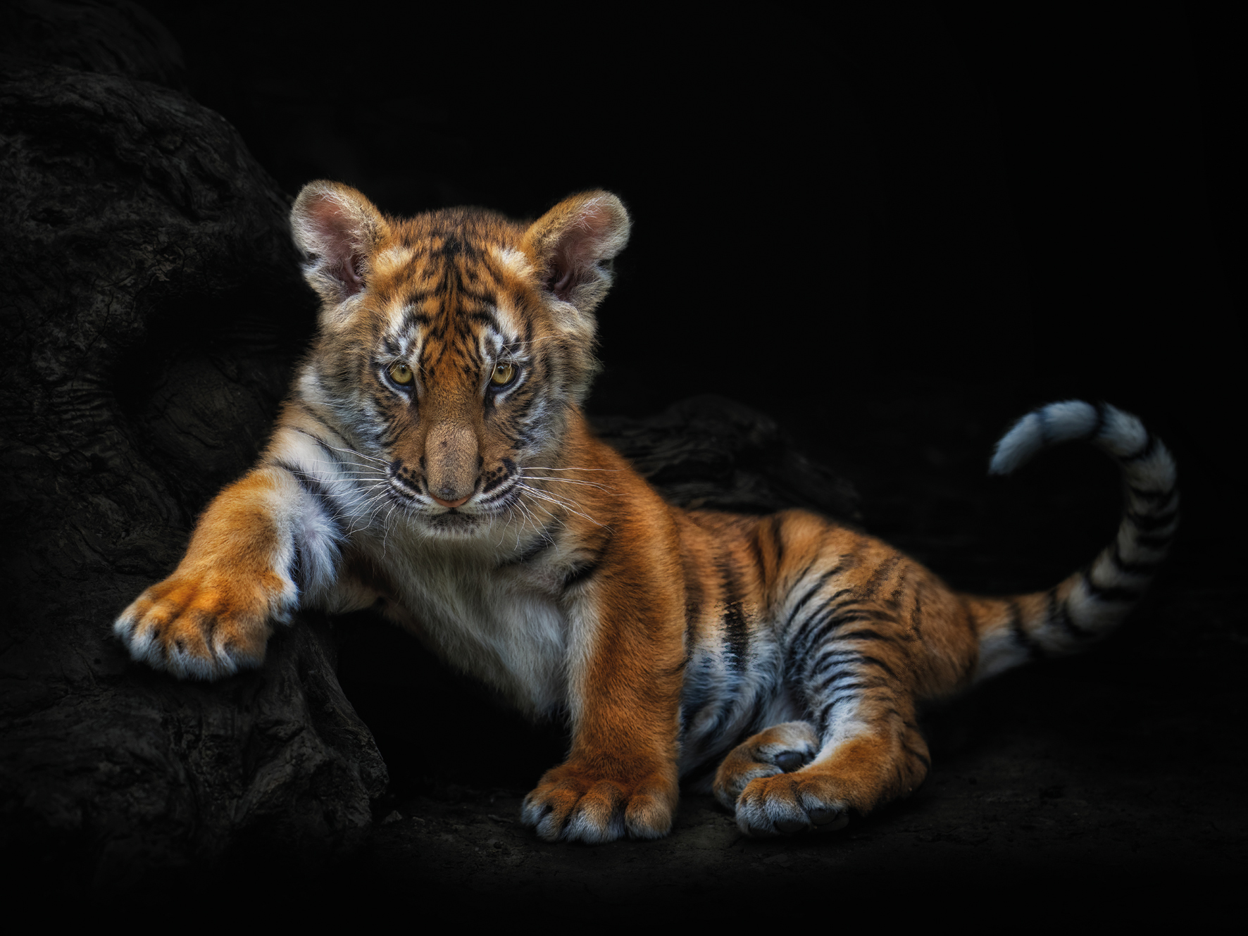 A young tiger cub with a relaxed pose leans on a dark, textured log against a black background