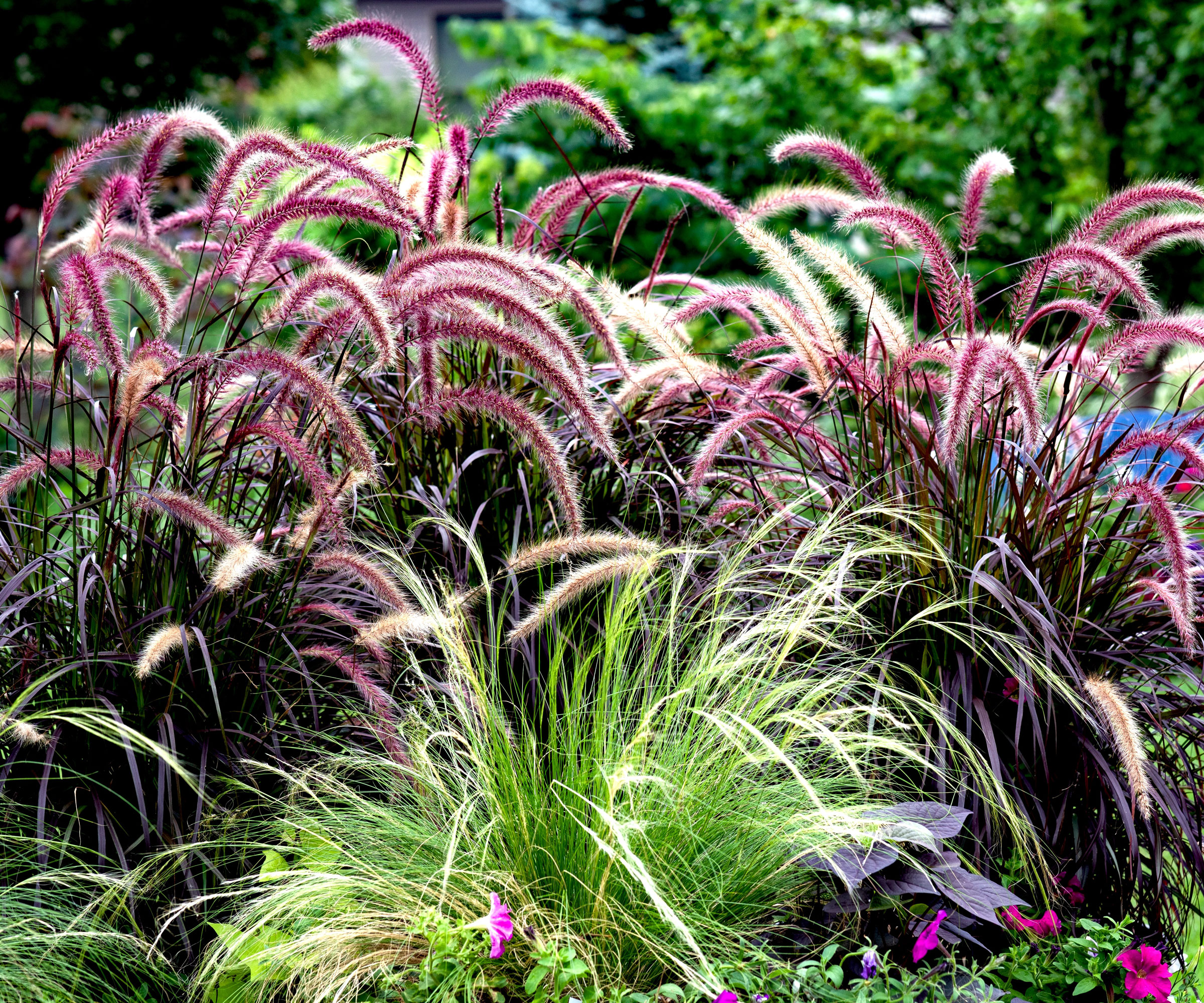 purple fountain grass plants in garden display