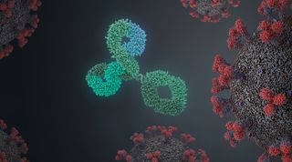 an image of an antibody near a coronavirus