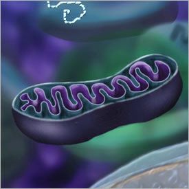 Mitochondria, which contain their own genetic material and protein-making machinery, may trigger inflammation after injury and contribute to the causes of sepsis.
