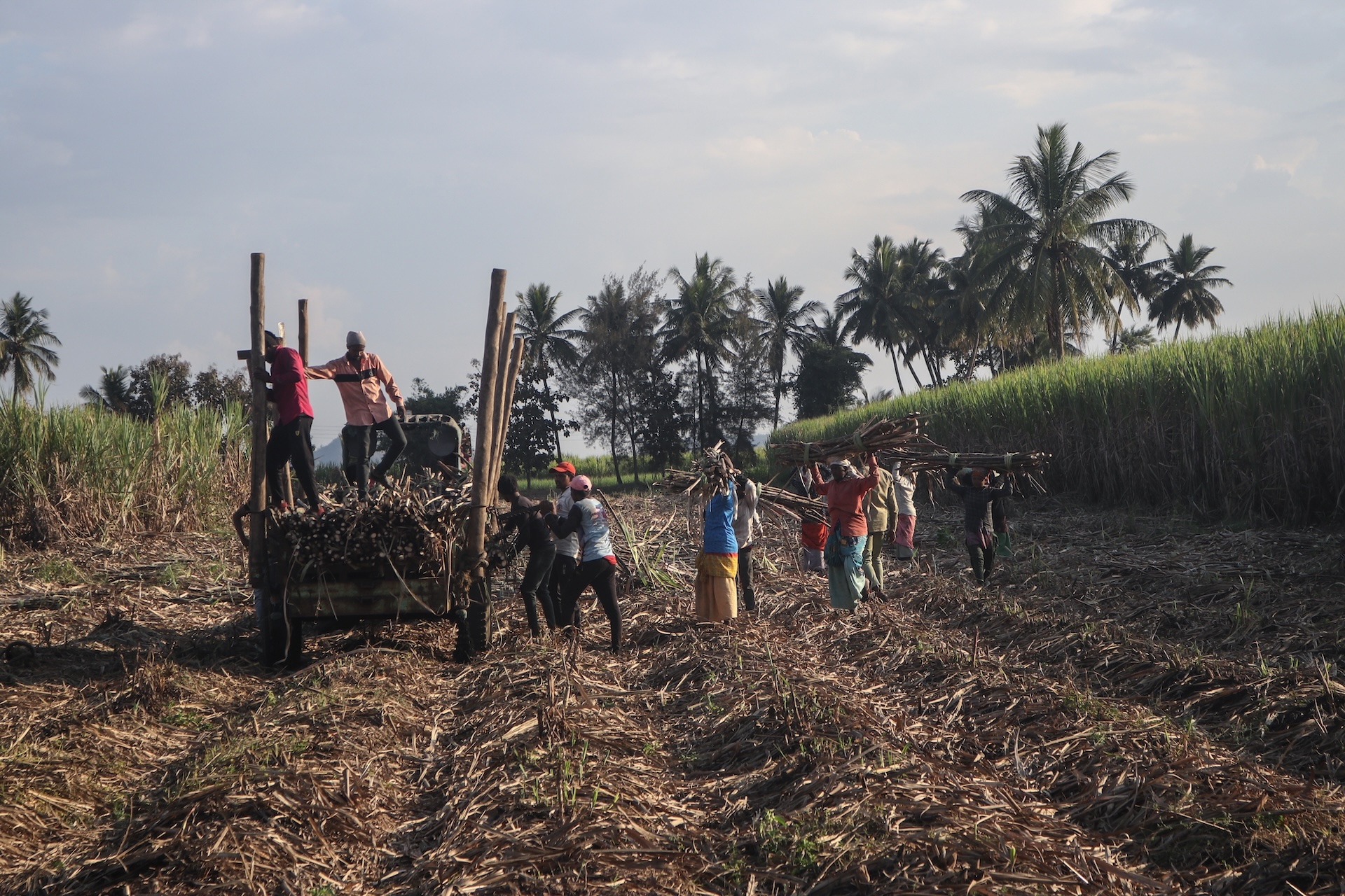 a group of people in a sunny field load sugarcane into a primitive cart