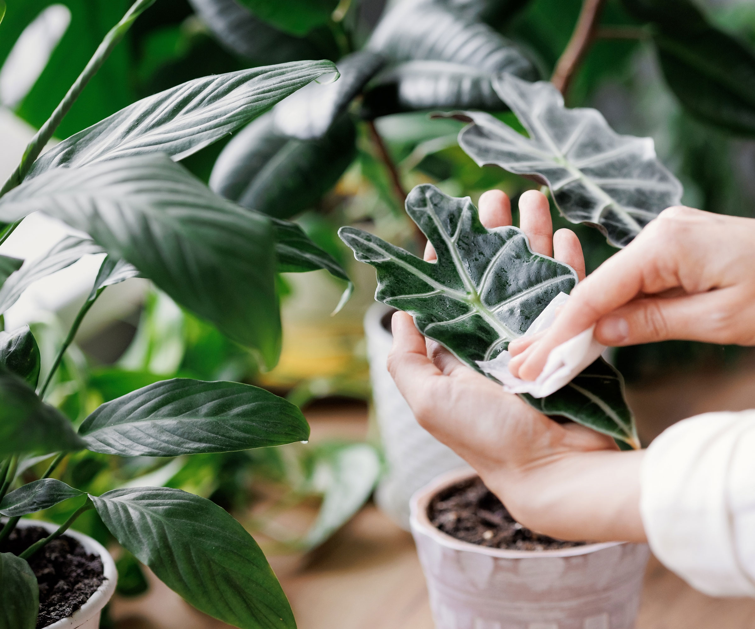 wiping houseplant leaf to remove mites
