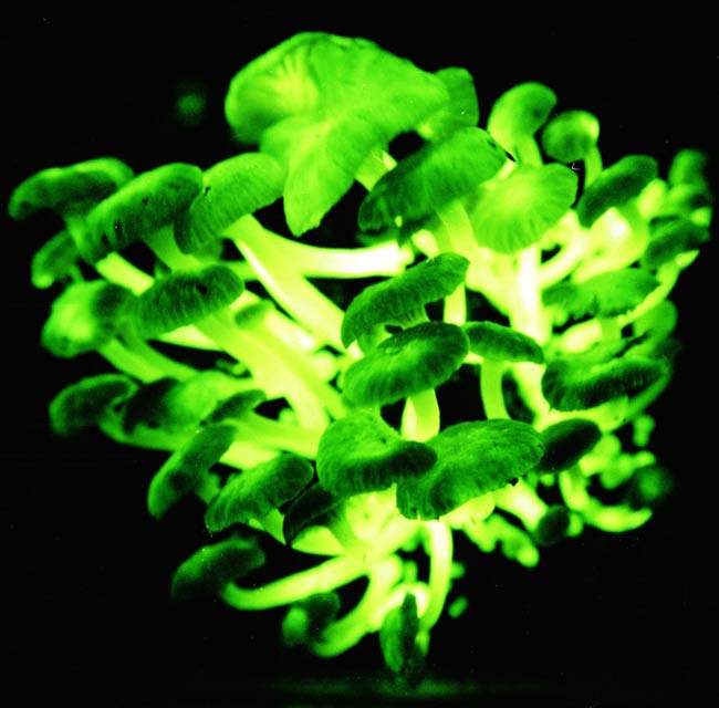 Mycena lucentipes mushrooms