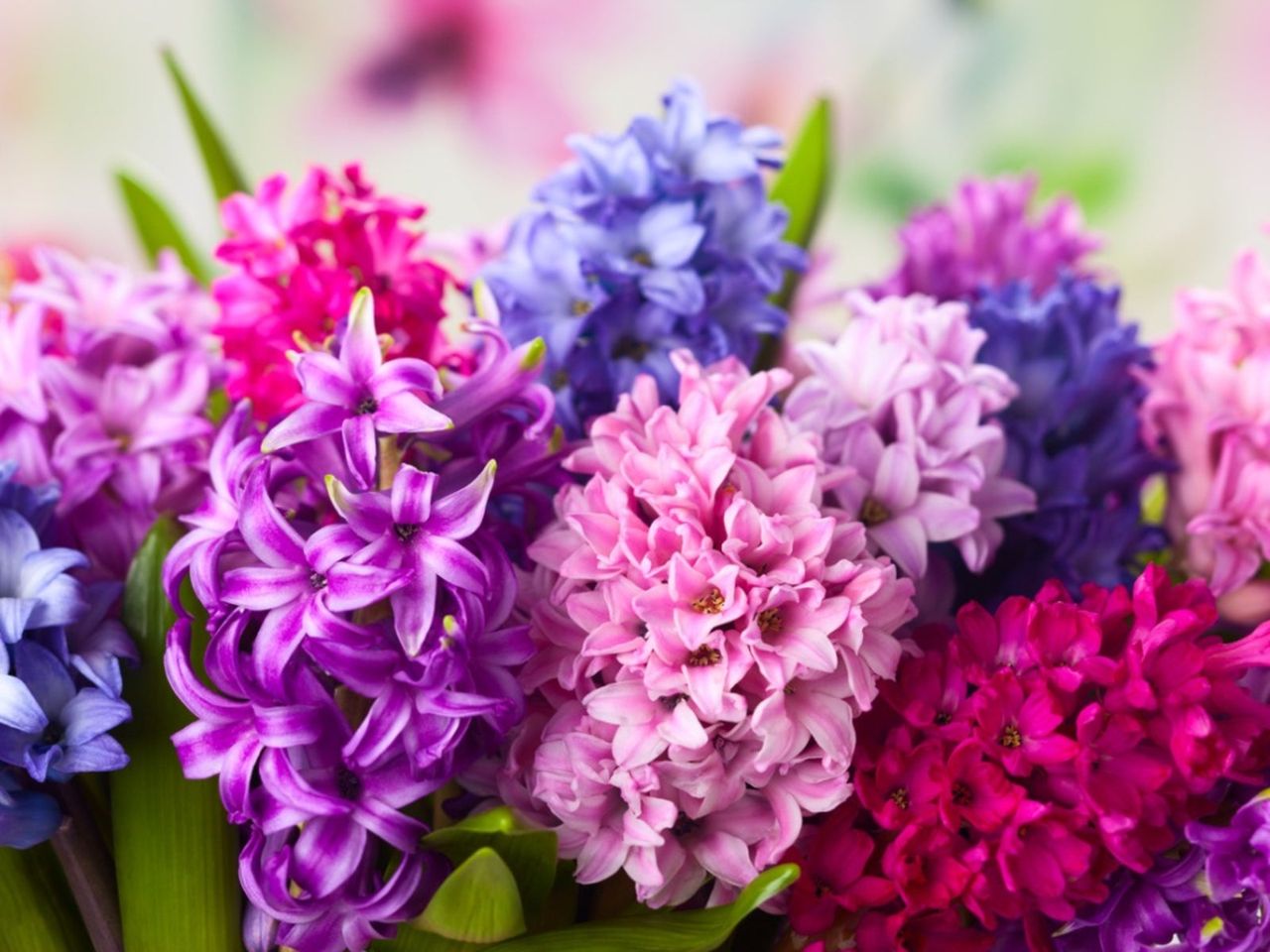 Colorful Hyacinths