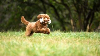 Labradoodle facts: Labradoodle sprinting across the grass