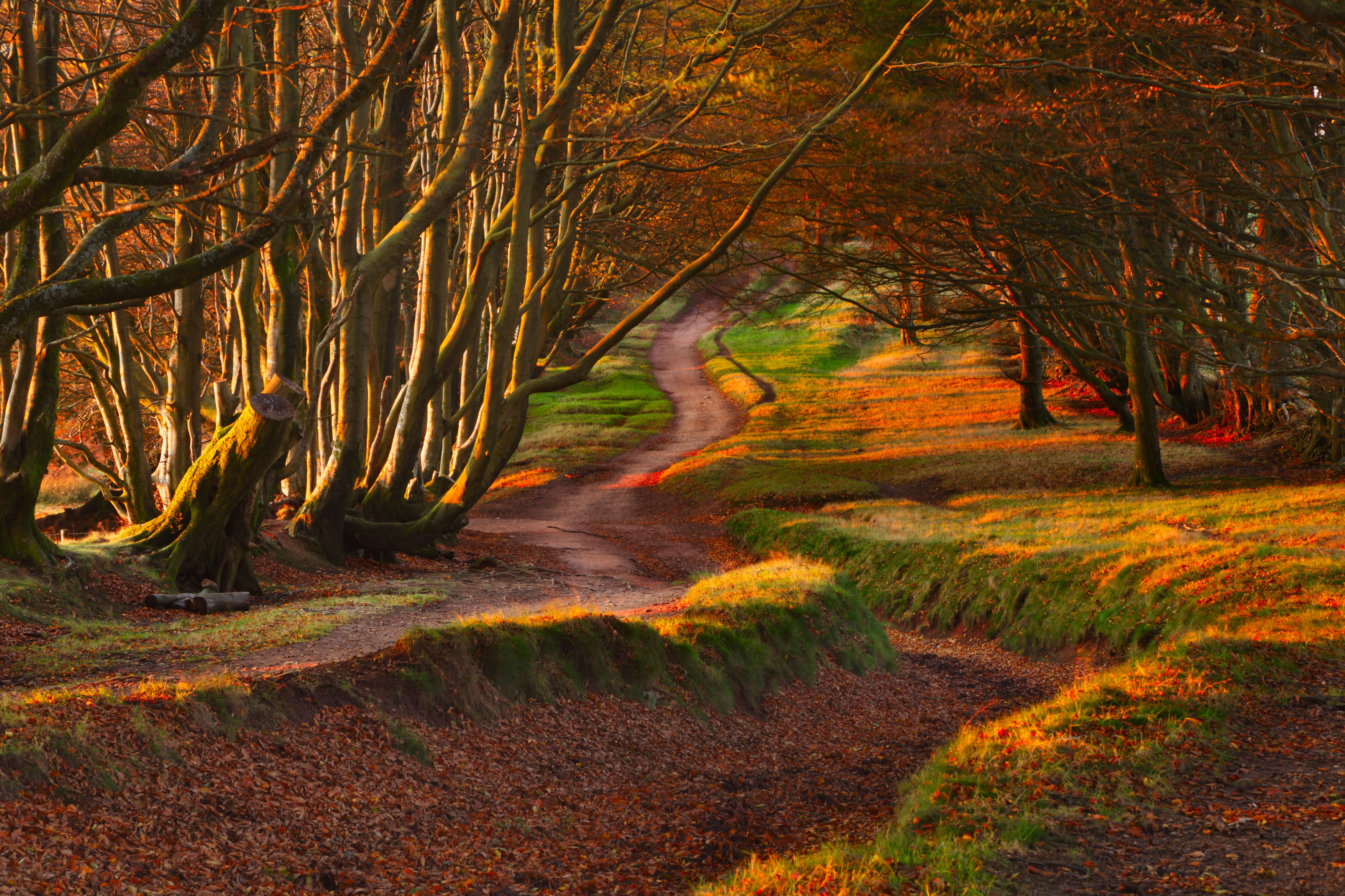 Beech Hedgebanks along the Summit Ridge of the Quantock Hills. Somerset. England. UK.