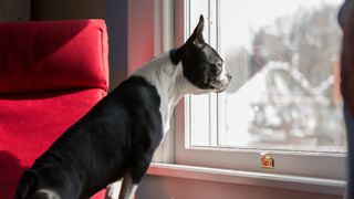 Boston terrier looking out of window