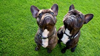 Two French Bulldogs on the grass