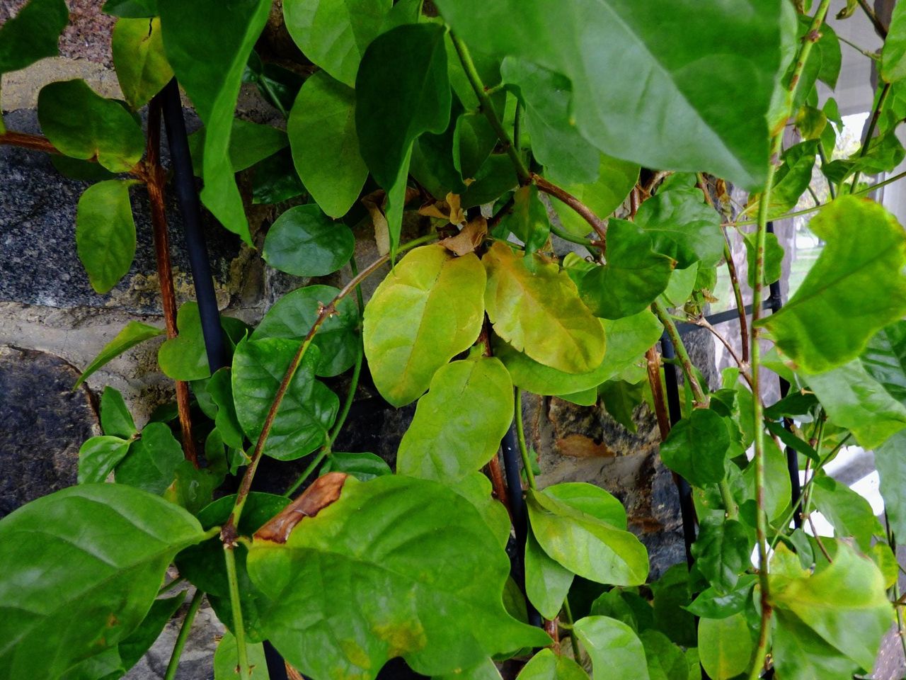 Jasmine Plant Leaves Turning Yellow