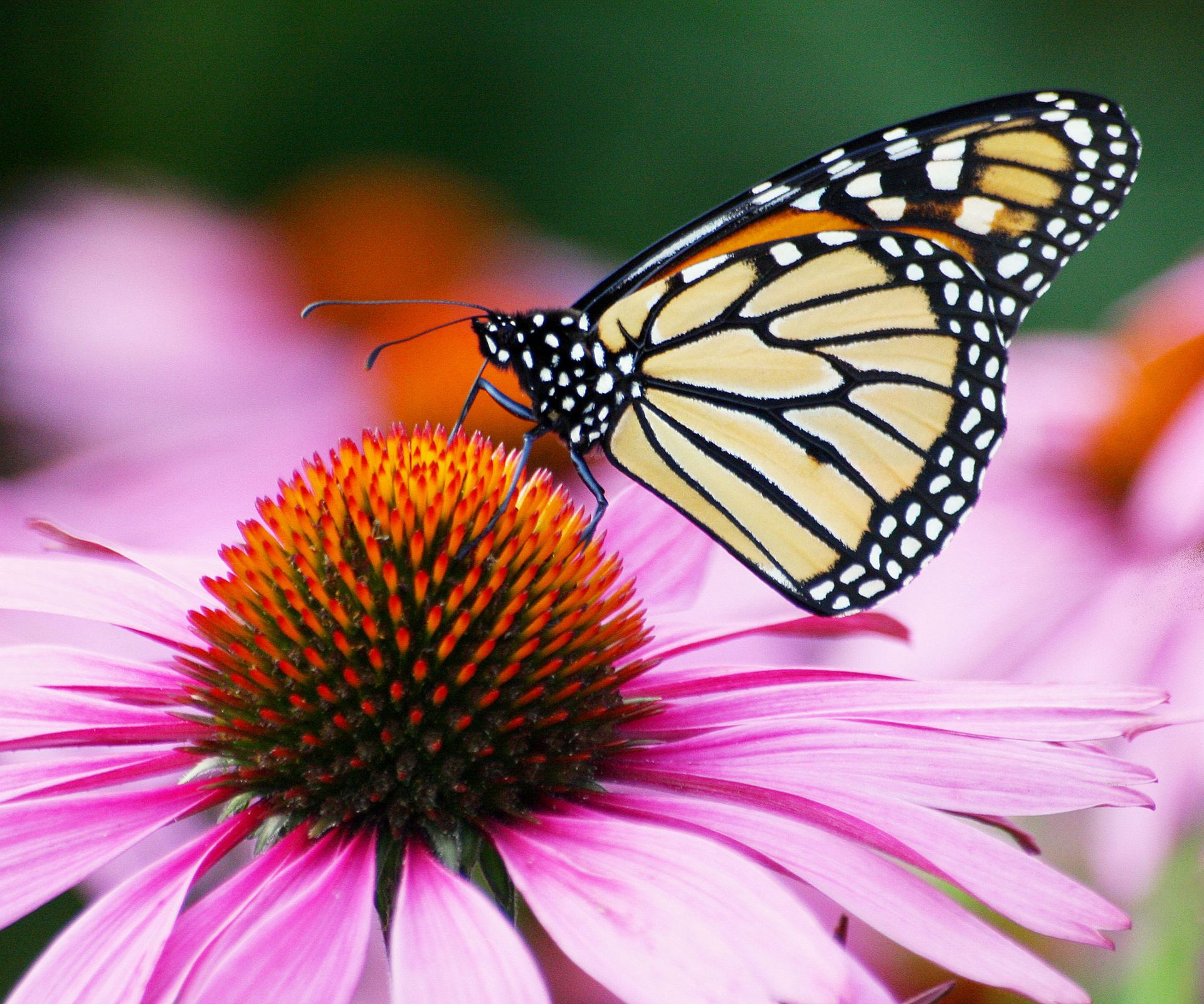 8 Of The Best Flowers For Monarch Butterflies | Gardening Know How