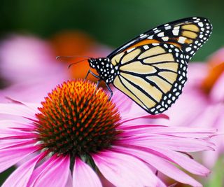 monarch butterfly on coneflower