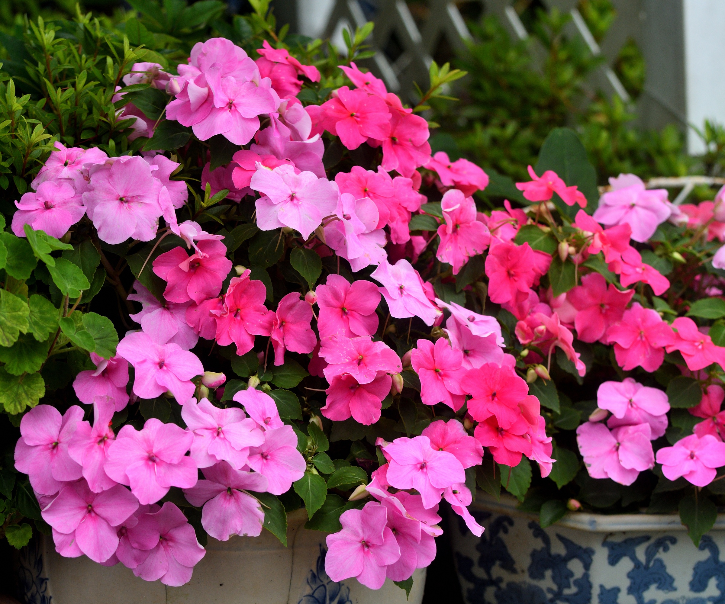 Impatiens walleriana, Busy Lizzie, Impatiens