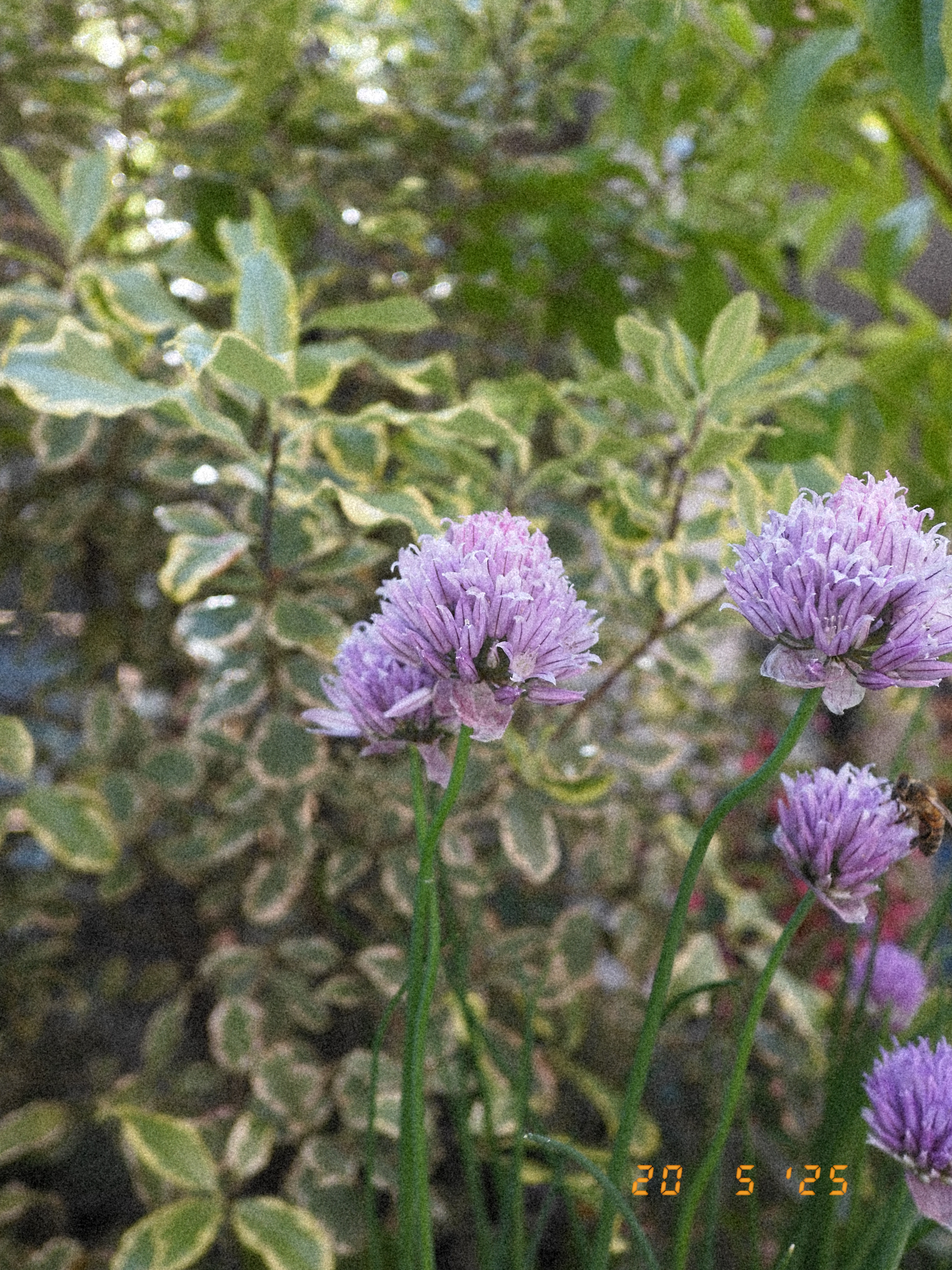 Purple flowers surrounded by green leaves