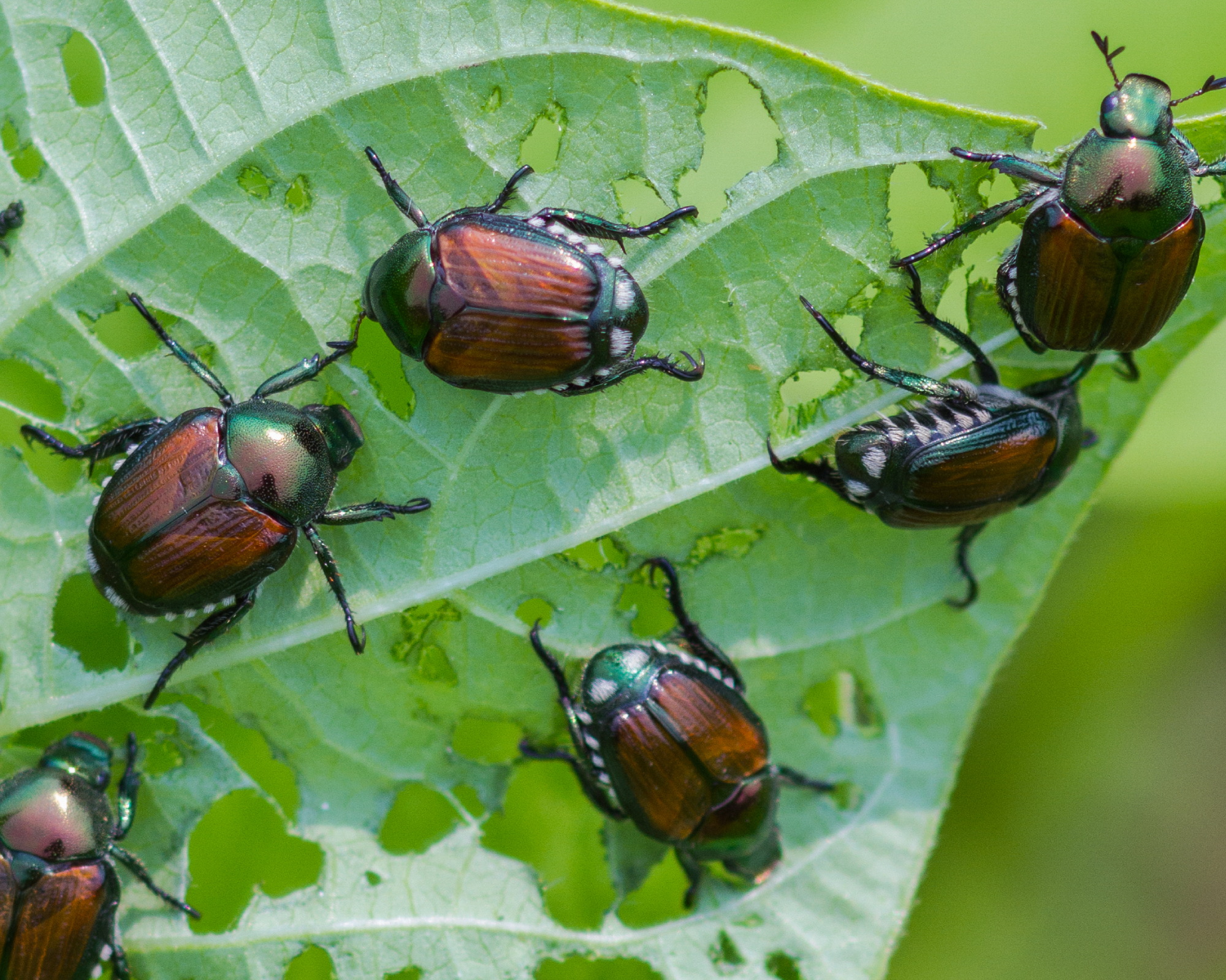 Japanese beetles eating leaf