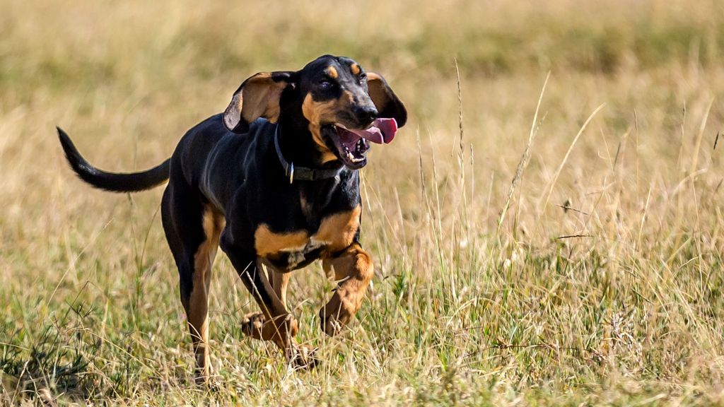 Hound dog breeds: 19 varieties and breed information | PetsRadar