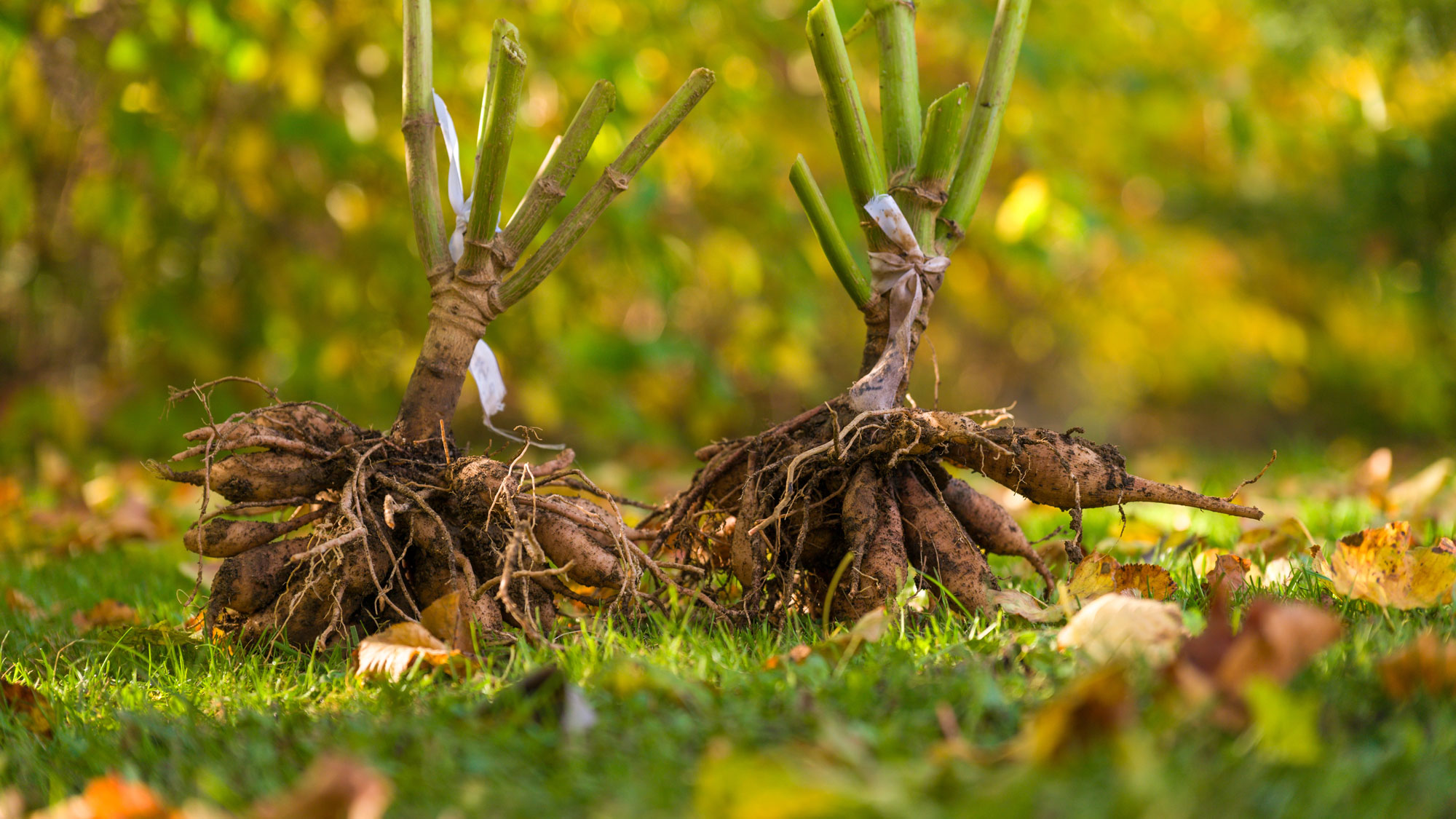 dahlia tubers that have been lifted and left on grass to dry