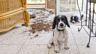 Puppies have made a mess of the home