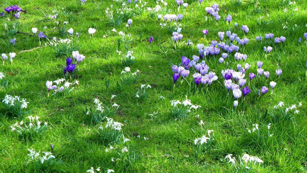 Naturalizing Crocus Bulbs - How To Grow Crocus Lawns | Gardening Know How