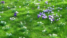 Crocus Flowers Growing In A Lawn