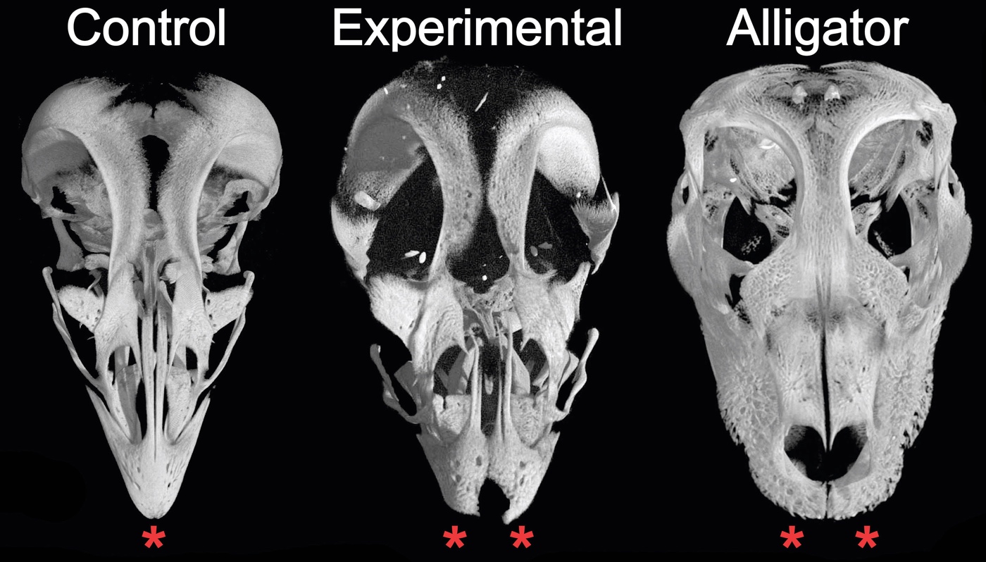 CT cans of the skulls of a control chicken embryo, altered chicken embryo and an alligator embryo. The chicken embryo whose protein activity had been modified shows the ancestral snout.