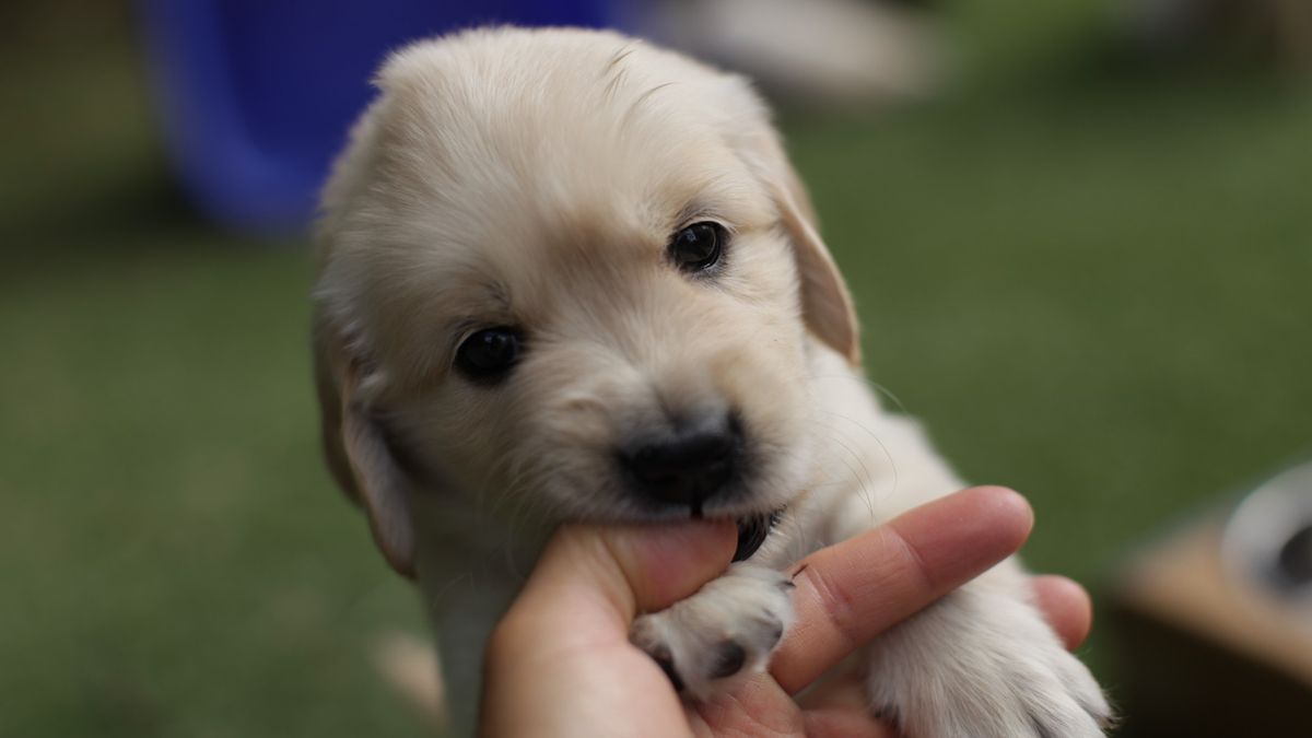 How to stop a puppy biting, mouthing or nipping PetsRadar