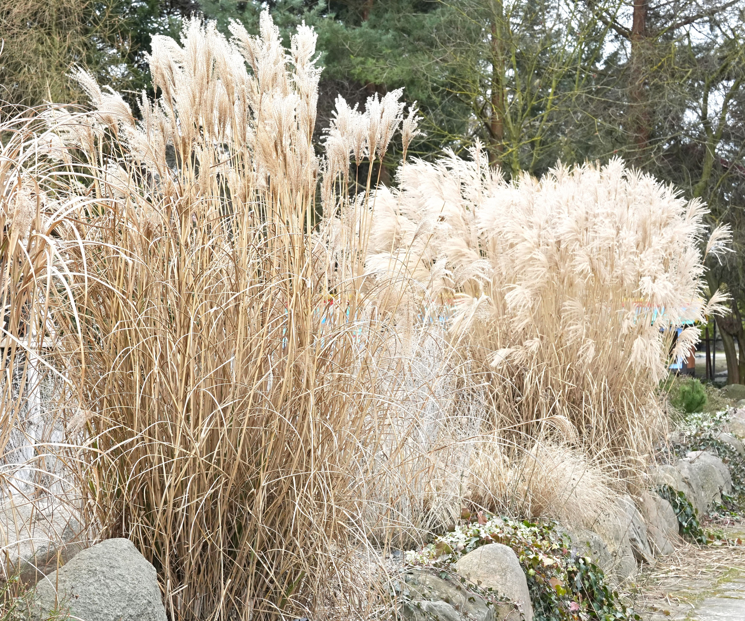Chinese fan grass in rockery garden