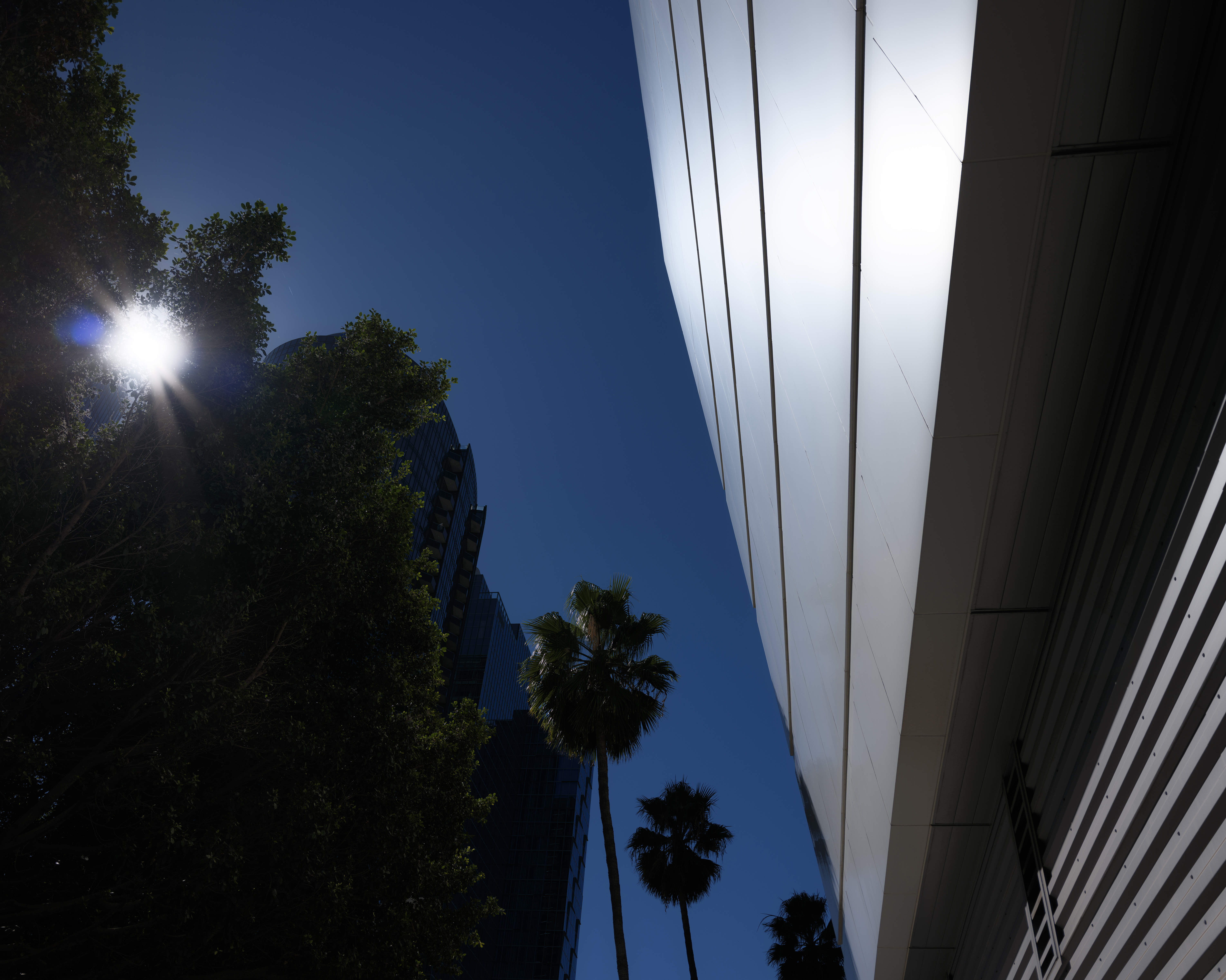 Palm trees and sun flare, edited in Adobe Camera RAW with the glow slider