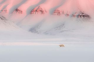 european wildlife photographer of the year