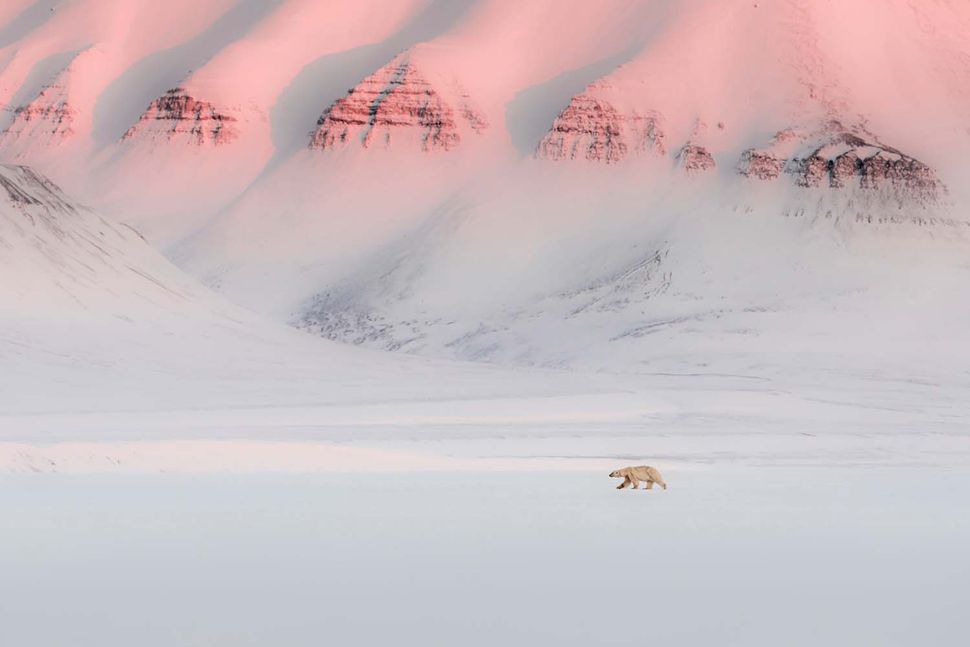  "Giấc mơ Bắc cực" (An Arctic dream) được chụp bởi Marco Gaiotti, thuộc hạng mục Động vật hữu nhũ Nhiếp ảnh gia của năm về Đời sống hoang dã