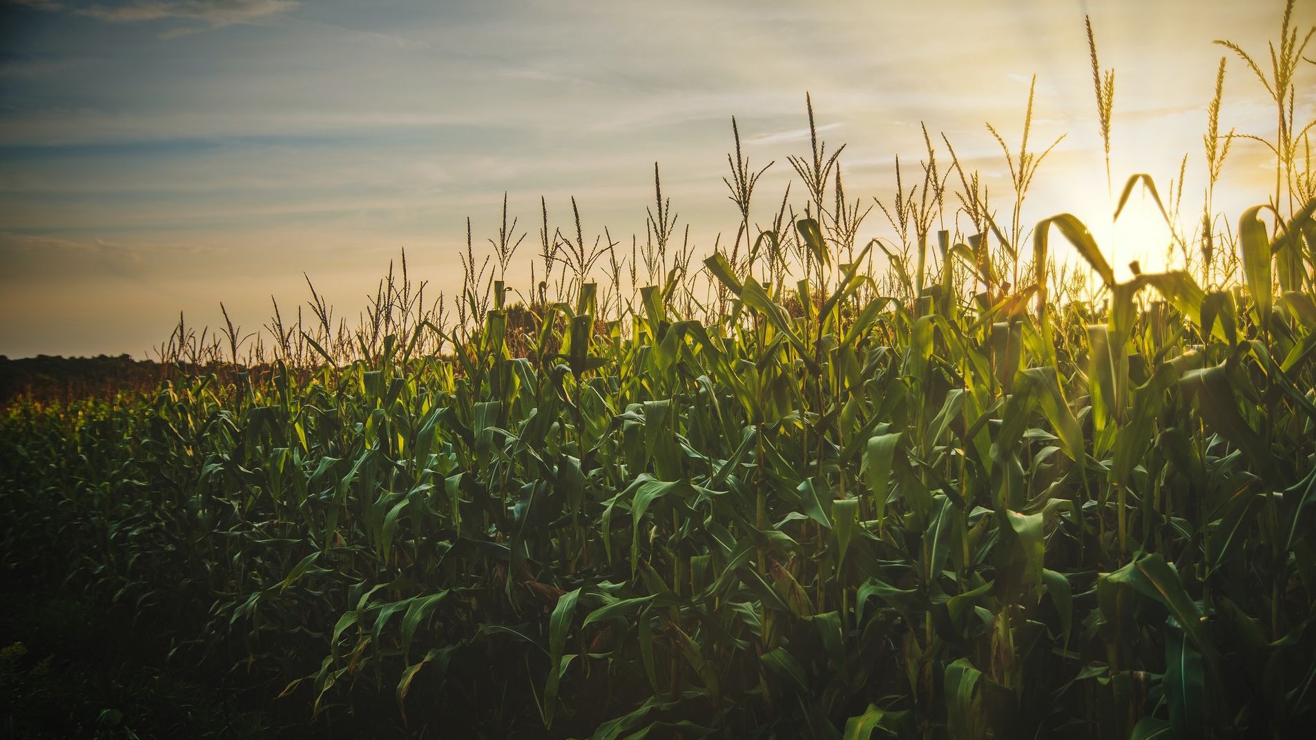 Climate Change Corn Climate change will impact food crops by end of the decade, NASA says ...