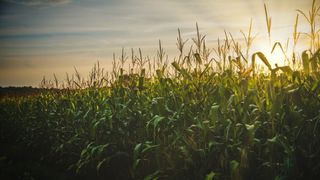 Corn will not thrive in the warmer world of the future, a NASA study has found.