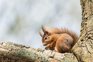 Will a red squirrel have enough nuts for the winter.