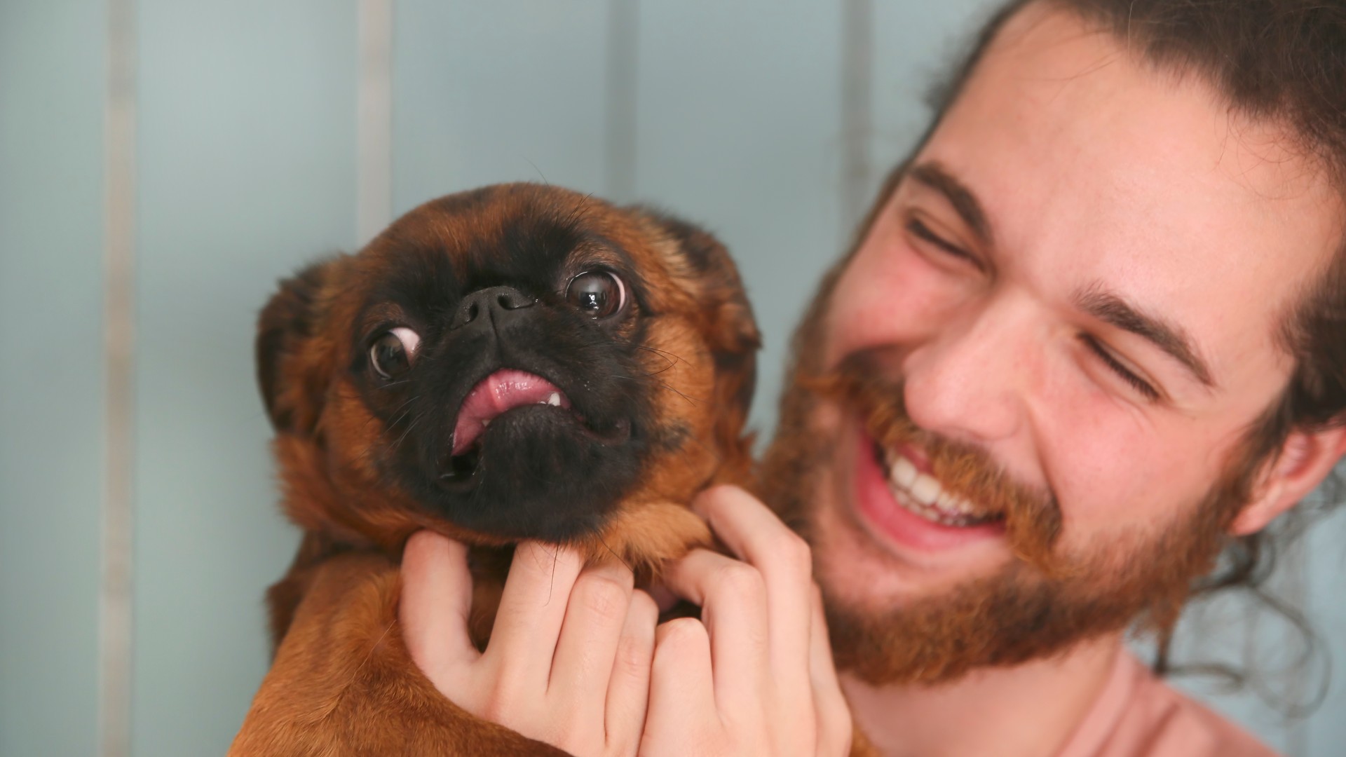 One of the most affectionate dog breeds, a Brussels Griffon being cuddled by smiling man