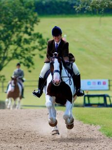 Natalie Chapples' maxi cob Aughoo Lad gallops up the Hickstead hill at the Royal International for the last time