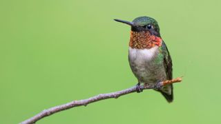 Ruby-Throated Hummingbird